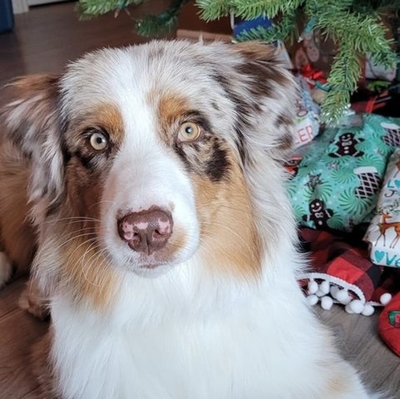 Meet your Posher, Krystalee - Picture 1 of 1